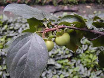 ��Diospyros kaki Thunb.