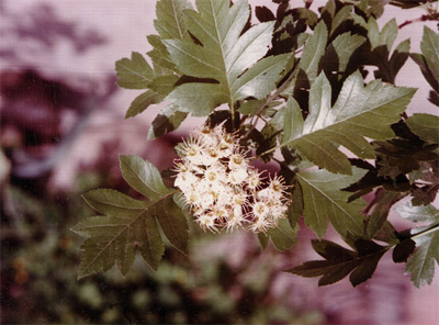 ɽ���Crataegus pinnatifida Bge.var.major N.E.Br.