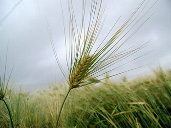 ����Hordeum vulgare L.