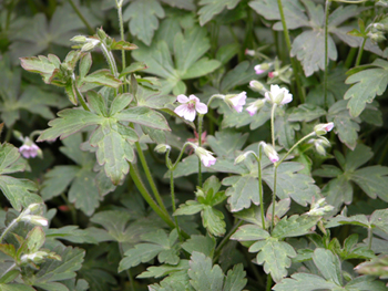 ��ţ����Erodium stephanianum Willd��