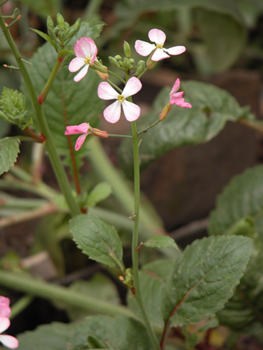 �ܲ�Raphanus sativus L.