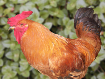 �Ҽ�Gallus gallus domesticus Brisson