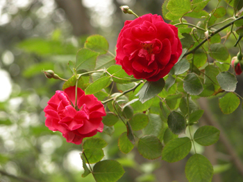 �¼�Rosa chinensis Jacq��