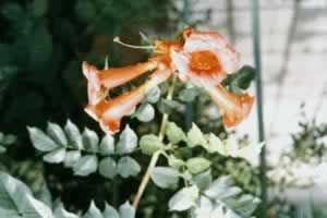 ����Campsis grandiflora (Thunb��) K��Schum��