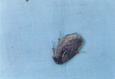 �ر�Eupolyphaga sinensis Walker