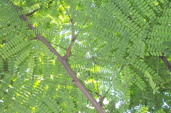 ��ľCaesalpinia sappan L.