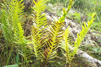�л���ާDrynaria baronii (Christ) Diels