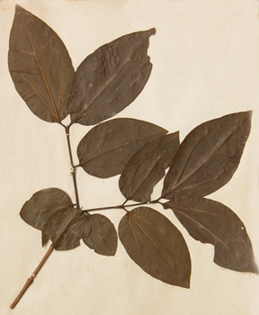��ǮStrychnos nux-vomica L.