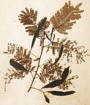 ����Acacia catechu (L.f.) Willd.