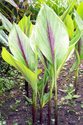 ��ݭ��Curcuma phaeocaulis Val.
