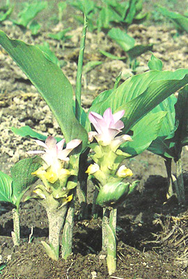 ������Curcuma wenyujin Y��H��Chen et C��Ling