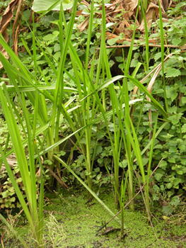 ������Sparganium stoloniferum Buch.-Ham.