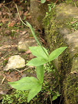 ����Pinellia ternata (Thunb.) Breit.