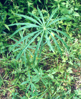 ������Arisaematis erubescens (Wall.) Schott.