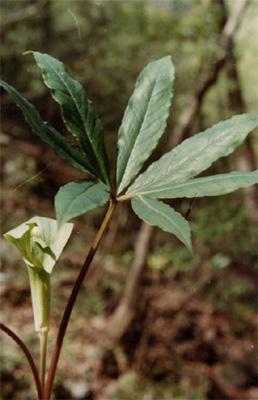 ��Ҷ������Arisaema heteropLyllum Bl.