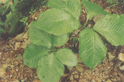 ����������Arisaema amurense Maxim��