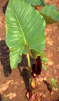������Typhonium giganteum Engl.