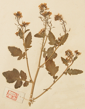 �׽�Brassica alba (L.) Boiss.