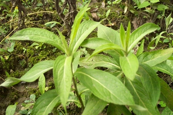 ������Inula japonica Thunb.