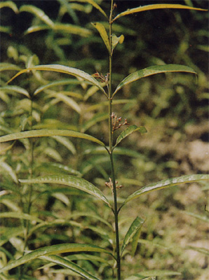 ��Ҷ��ǰCynanchum stauntonii (Decne��) Schltr��Ex Lev1��