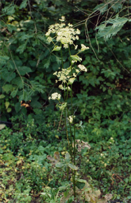 �׻�ǰ��Peueedanum praeruptorum Dunn