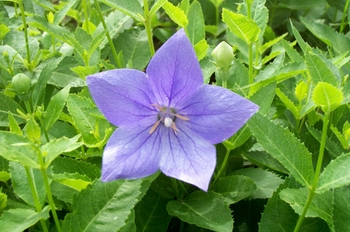 �۹�Platycodon grandiflorum (Jacq.) A.DC.