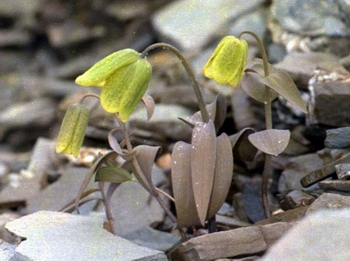 ��ɰ��ĸFritillaria delavayi Franch.