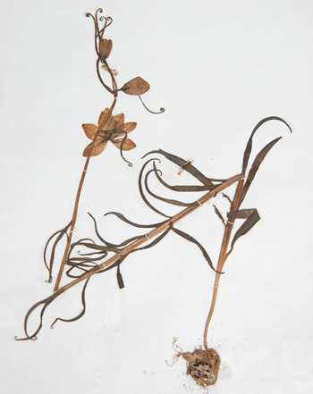 �㱴ĸFritillaria thunbergii Miq.