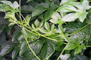 ��¥Trichosanthes kirilowii Maxim.