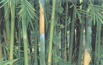 �����Bambusa tuldoides Munro