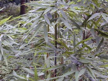 ����Phyllostachys nigra (Lodd.) Munro var. henonis (Mitf.) Sapf ex Rendle