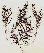 ������Sargassum pallidum (Turn��)C��Ag.