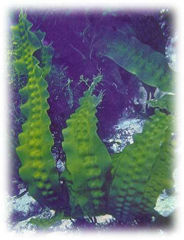 ����Laminayia japonica Aresch.
