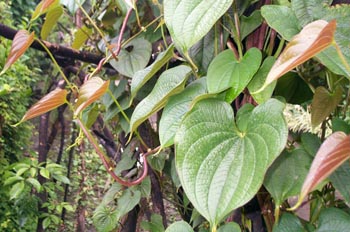 �ƶ�Dioscorea bulbifera L.