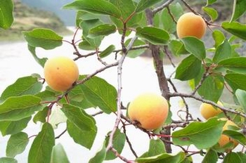 ɽ��Prunus armeniaca L��Var��Ansu. Maxim.