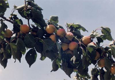 ��Prunus armeniaca L.