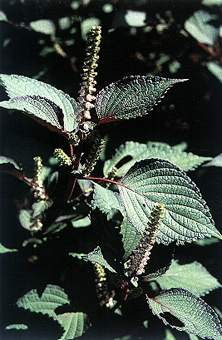 ����Perilla frutescens (L.) Britt.