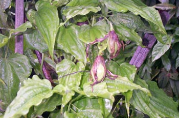 ֱ���ٲ�Stemona sessilifolia (Miq.) Miq.