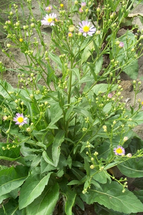 ����Aster tataricus L.f.