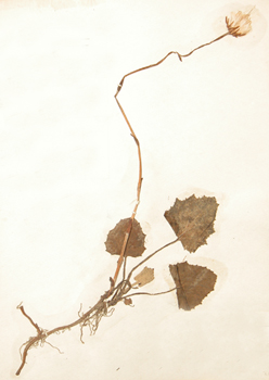 �Tussilago farfara L.