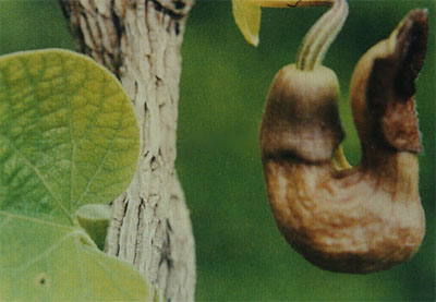 ��������Aristolochia contorta Bge��