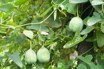 ������Aristolochia debilis Sieb��Et Zucc��