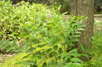 ����Ziziphus jujuba Mill��Var��Spinosa(Bunge)Hu ex H��F.Chou