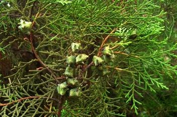 ���Platycladus orientalis (L.) Franco