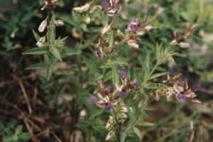 ��ҶԶ־Polygala sibirica L.