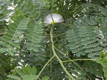 �ϻ�Albizia Julibrissin Durazz.