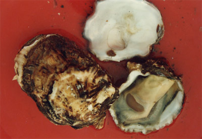 ����ĵ��Ostrea rivularis Gould