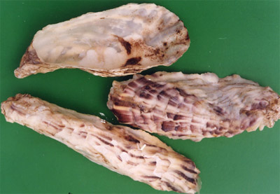��ĵ��Ostrea gigas Thunberg.