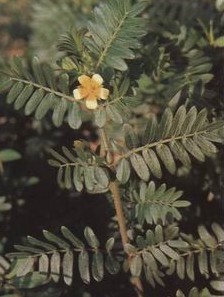 ��޼Tribulus terrestris L.