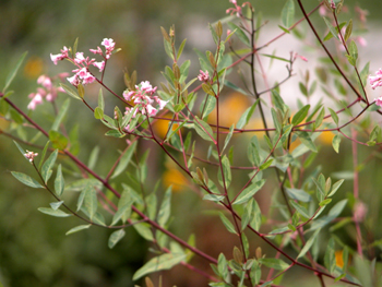 �޲���Apocynum venetum L.